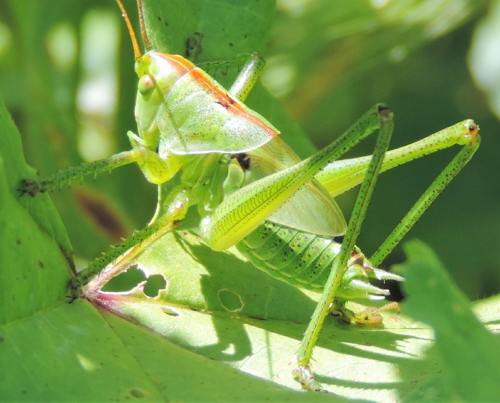 Tettigonia viridissima?