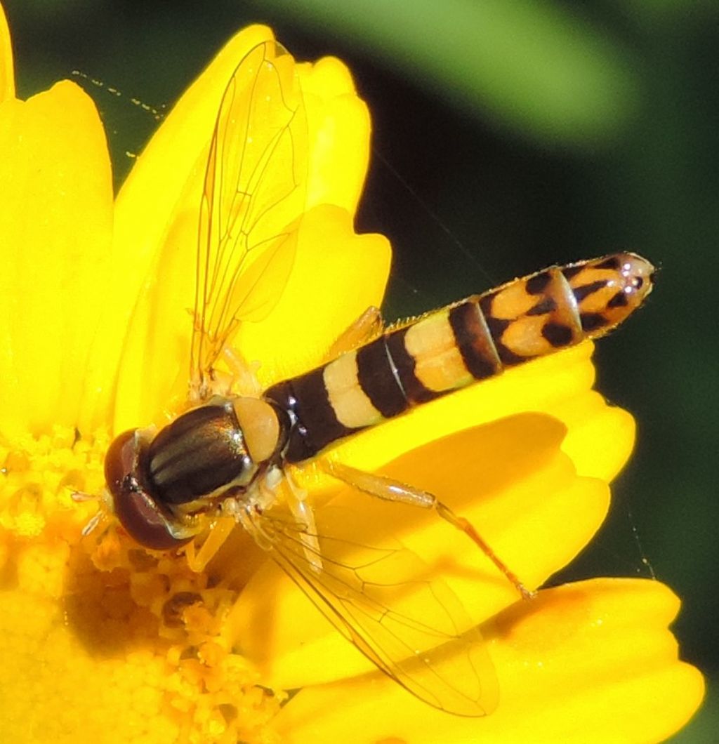 Syrphidae: Sphaerophoria scripta? S, maschio