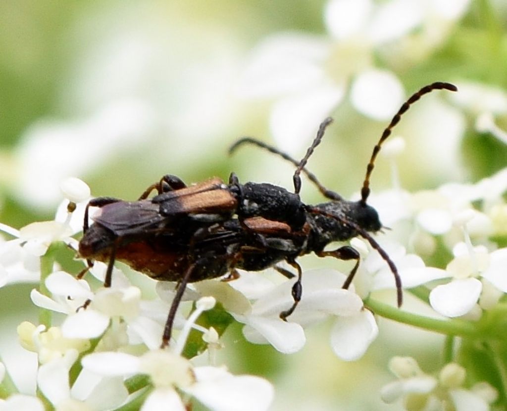 Cerambycidae: Brachypteroma ottomanum