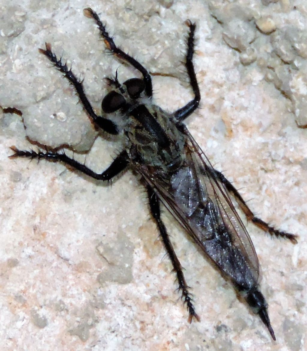 Asilidae: cfr. Machimus sp., femmina