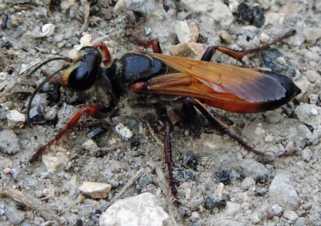 Sphecidae: Sphex flavipennis, femmina