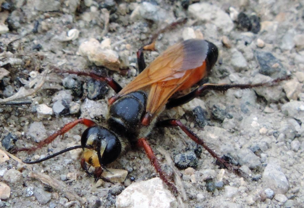 Sphecidae: Sphex flavipennis, femmina