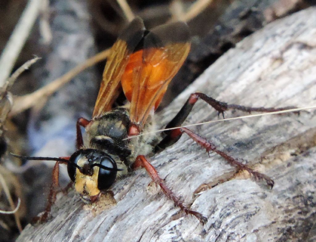 Sphecidae: Sphex flavipennis, femmina