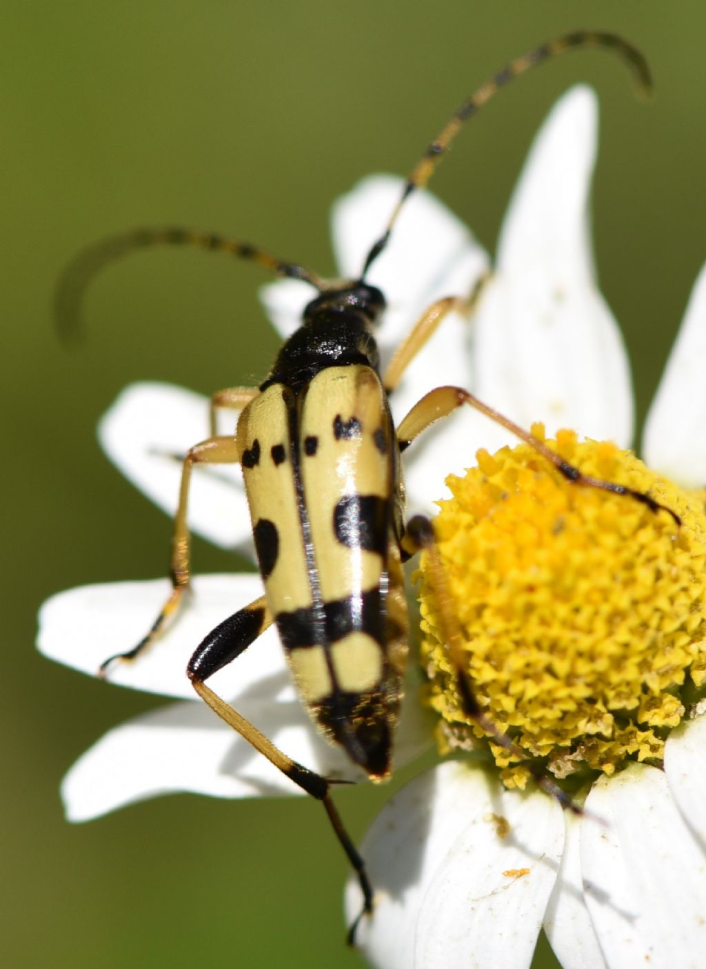 Rutpela maculata maculata..... vero? S.