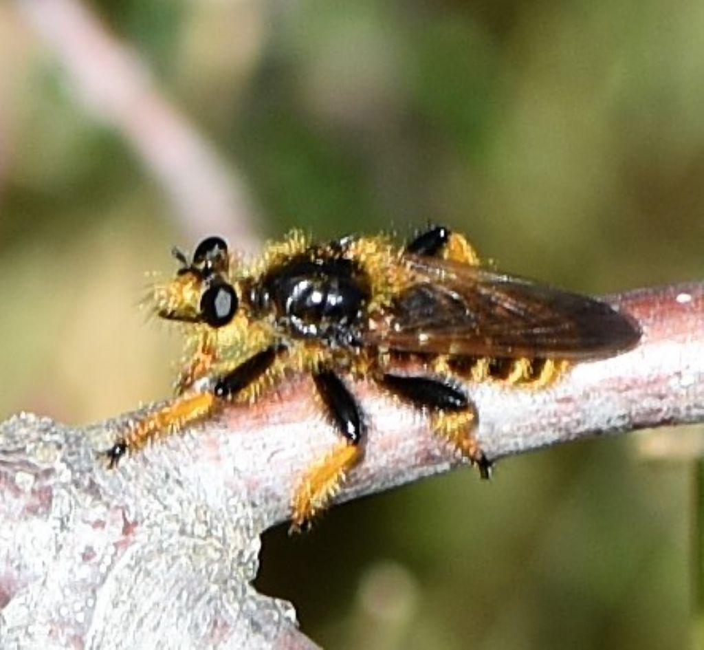 Pogonosoma maroccanum (Asilidae)