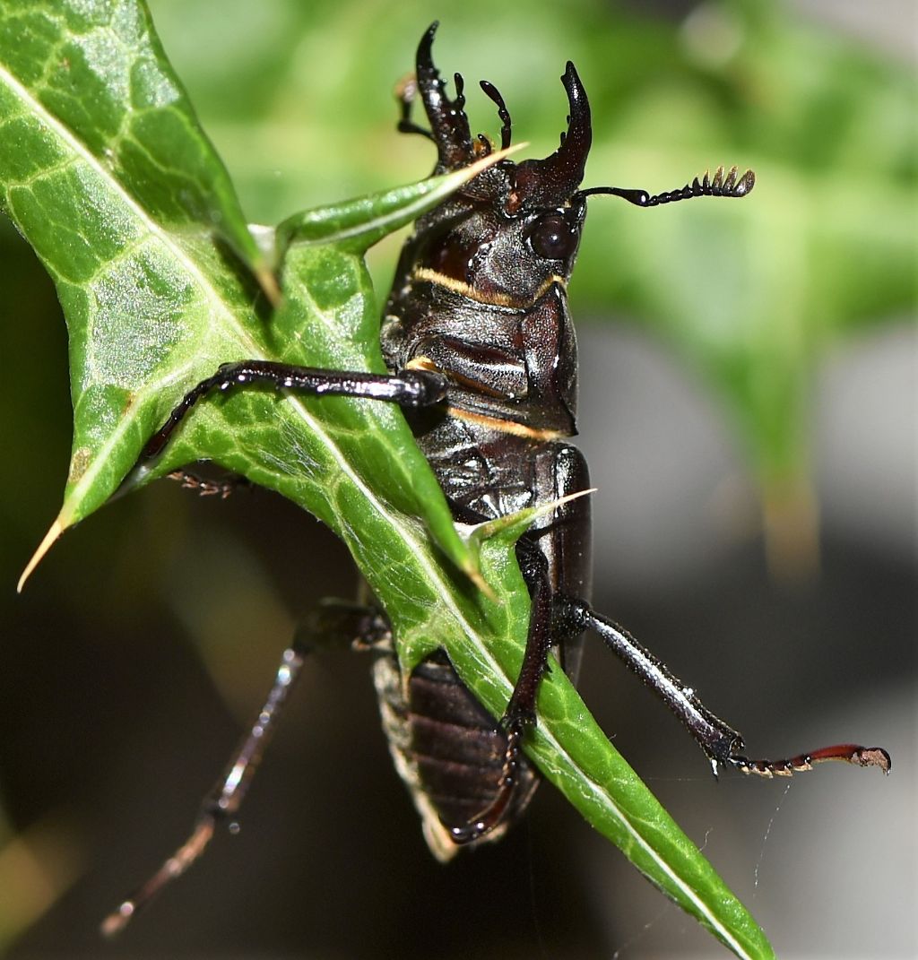 Lucanus tetraodon?  S !