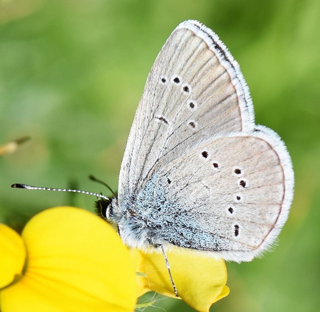 Quale licenidae? Cyaniris semiargus