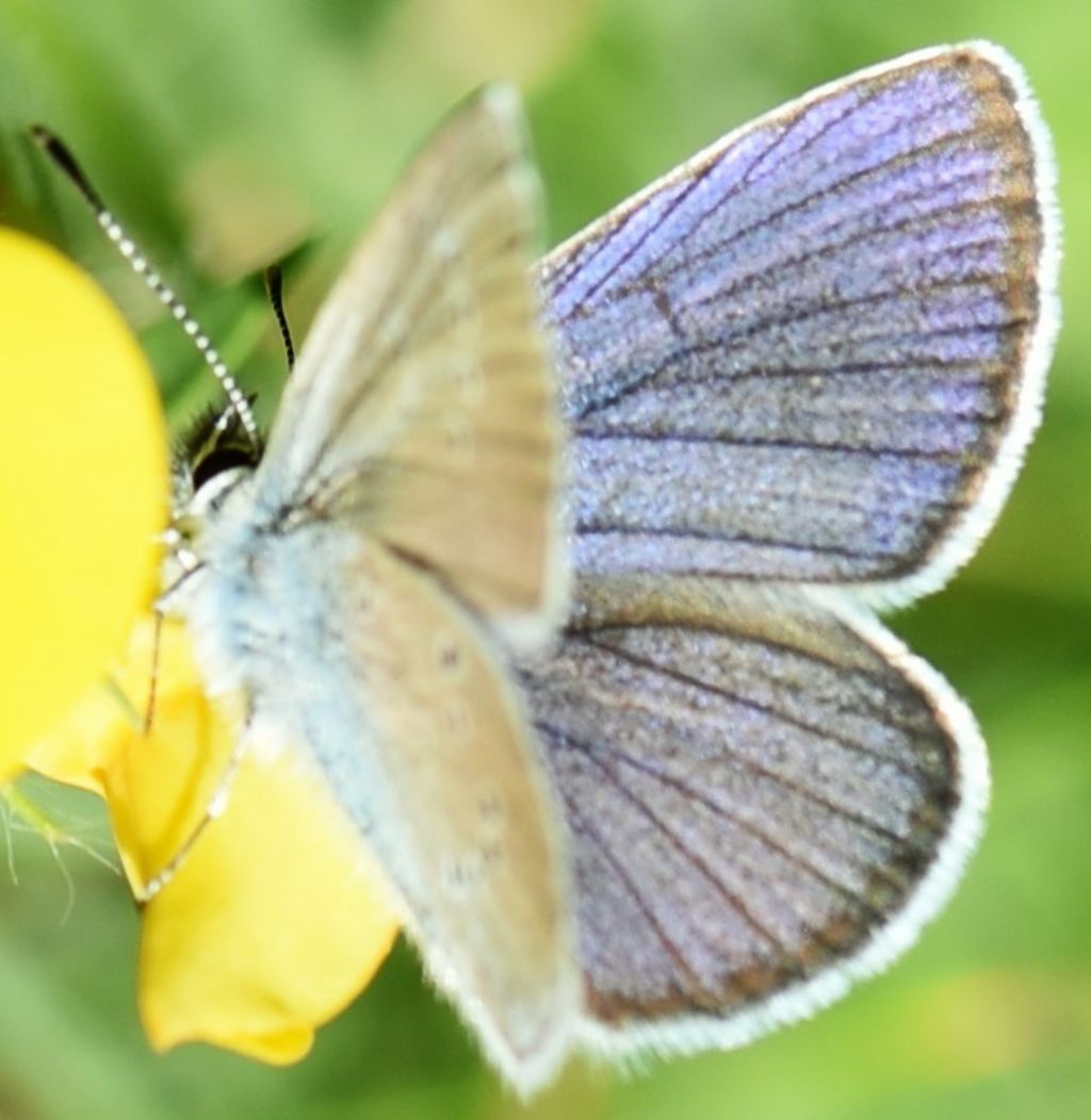 Quale licenidae? Cyaniris semiargus