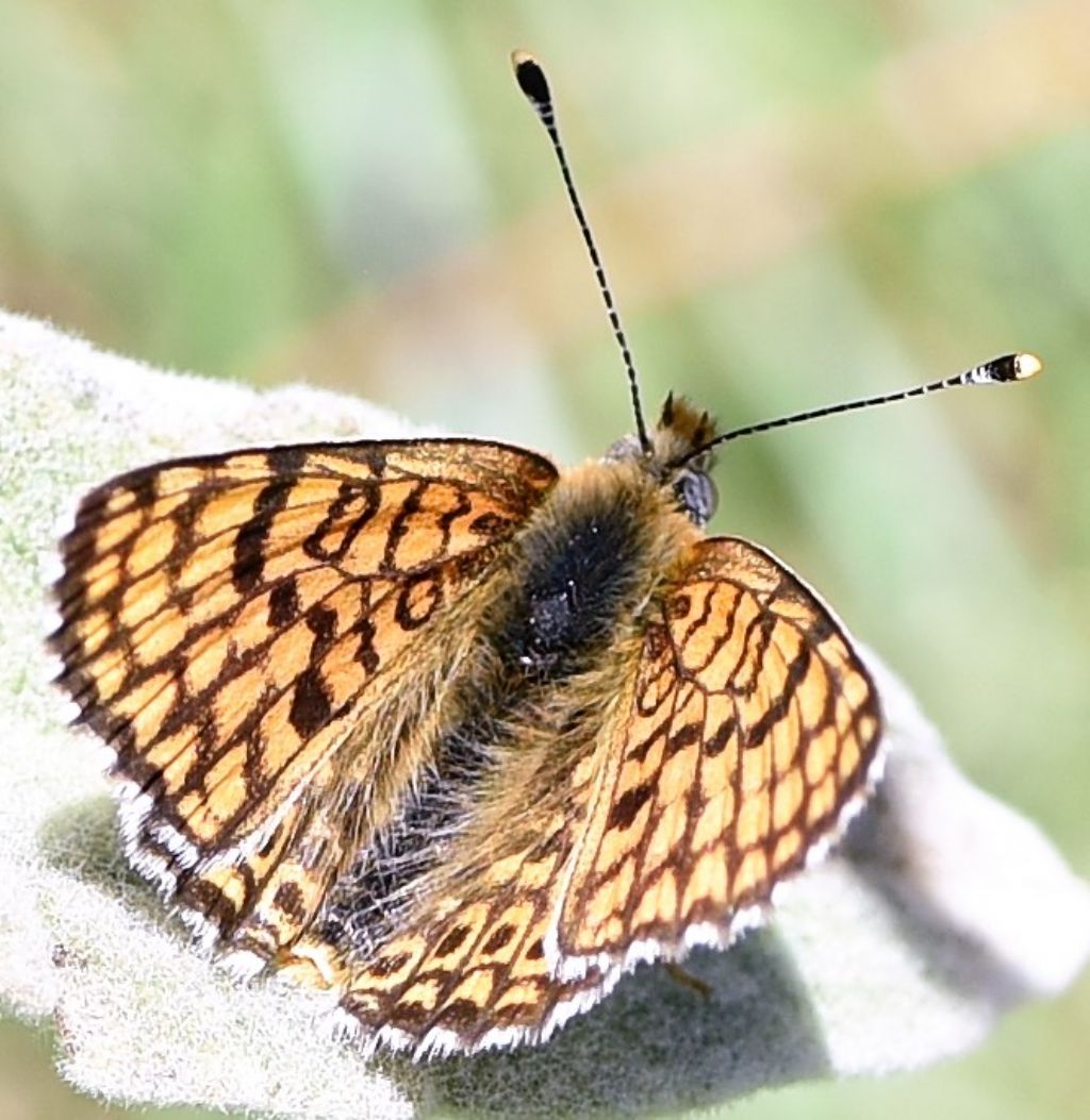 Melitaea cinxia? S