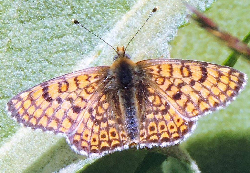 Melitaea cinxia? S