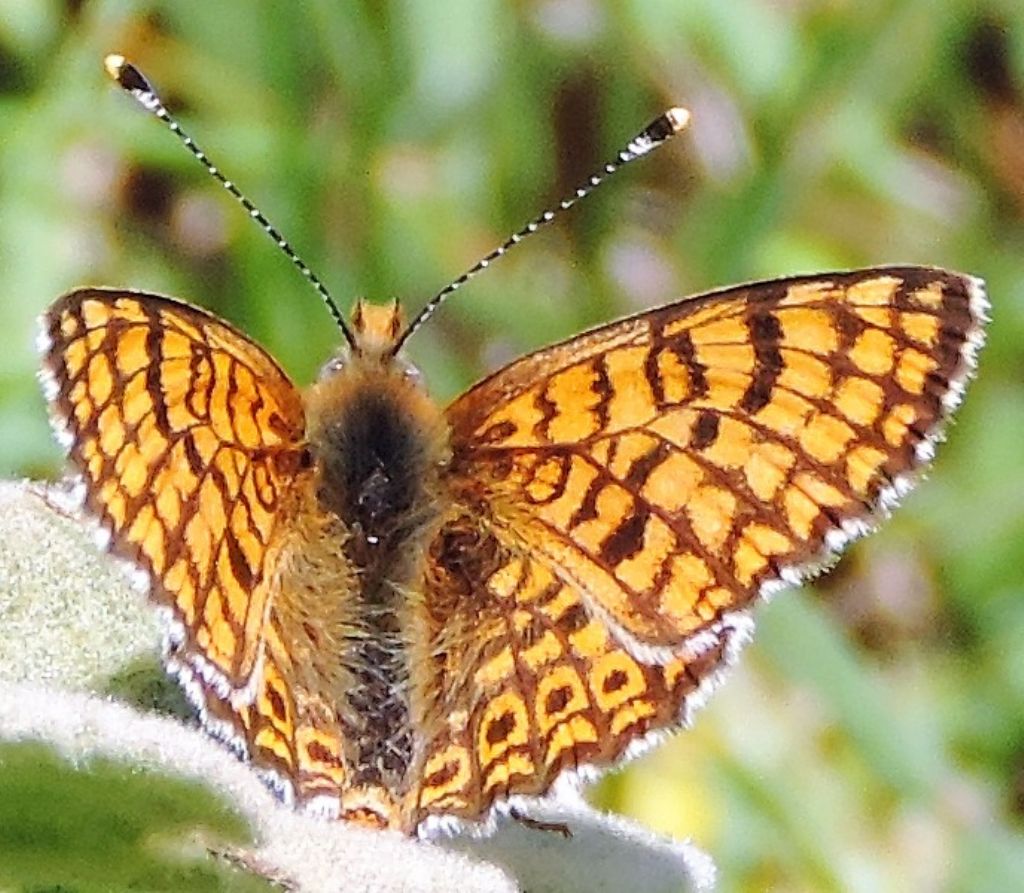 Melitaea cinxia? S