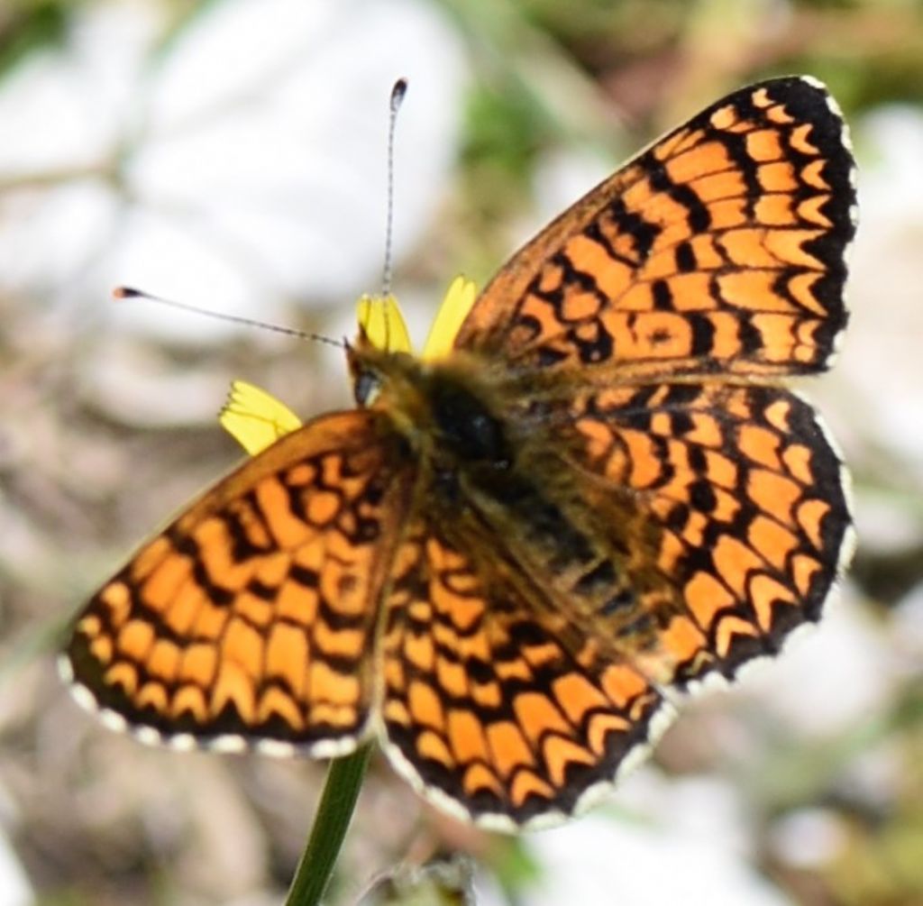 Melitaea phoebe? S