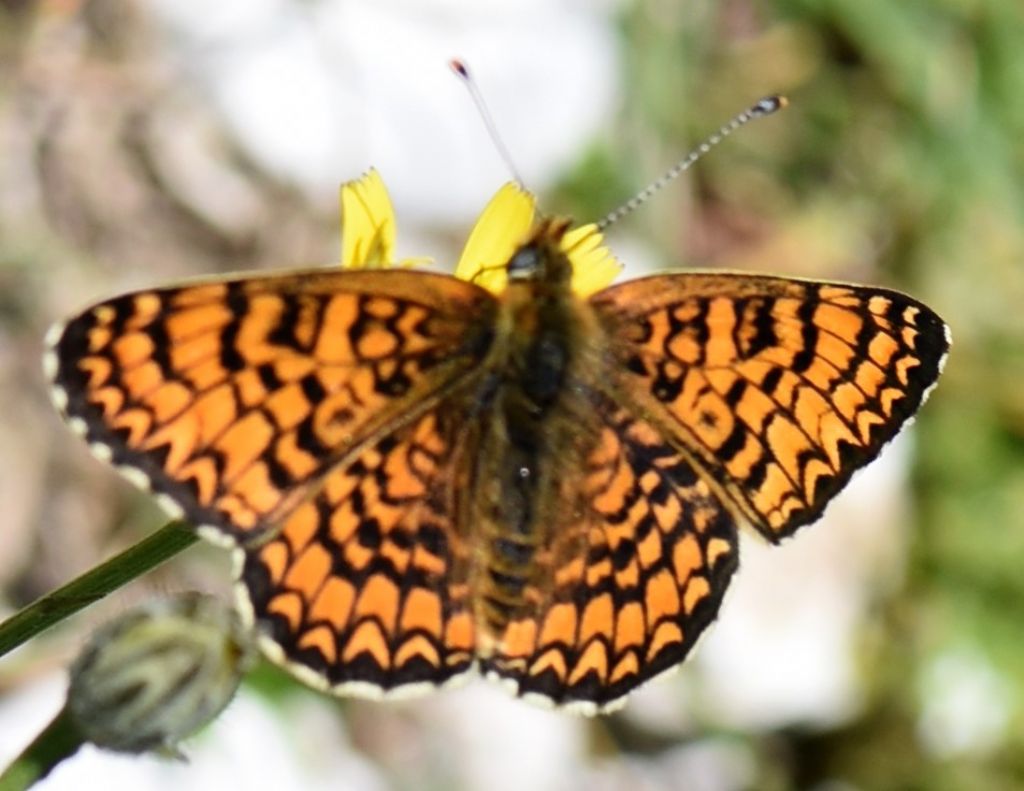 Melitaea phoebe? S