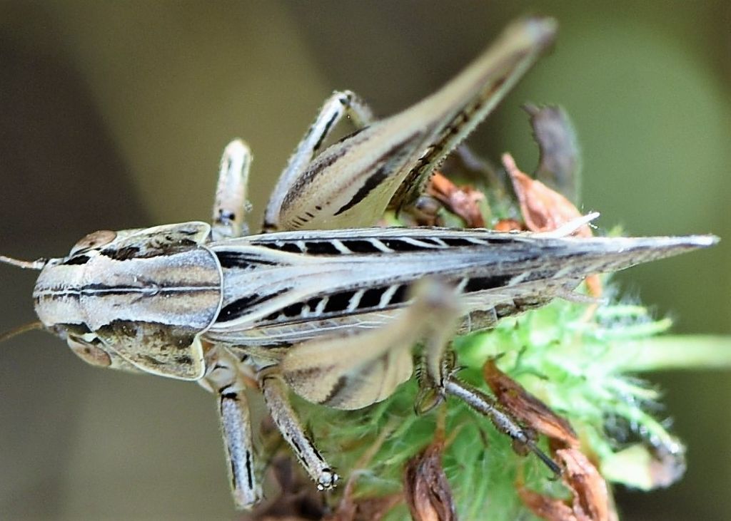 Tesellana tessellata: maschio, femmina e giovani?