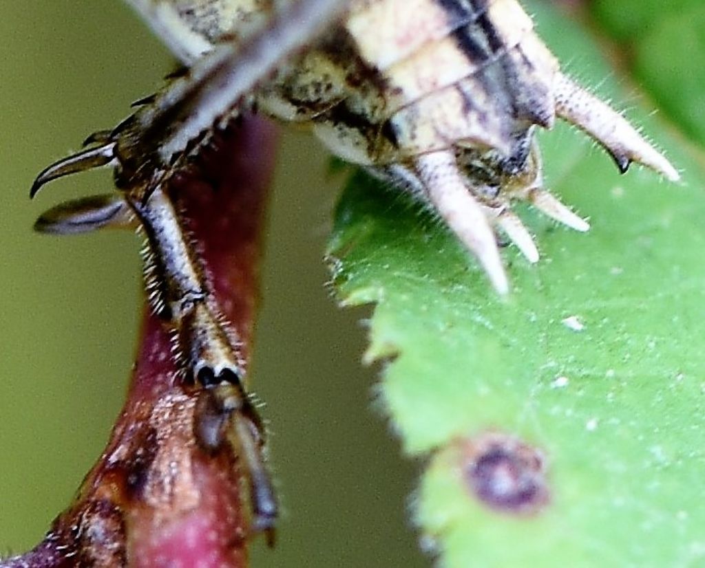 Tesellana tessellata: maschio, femmina e giovani?