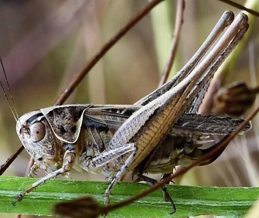 Tesellana tessellata: maschio, femmina e giovani?