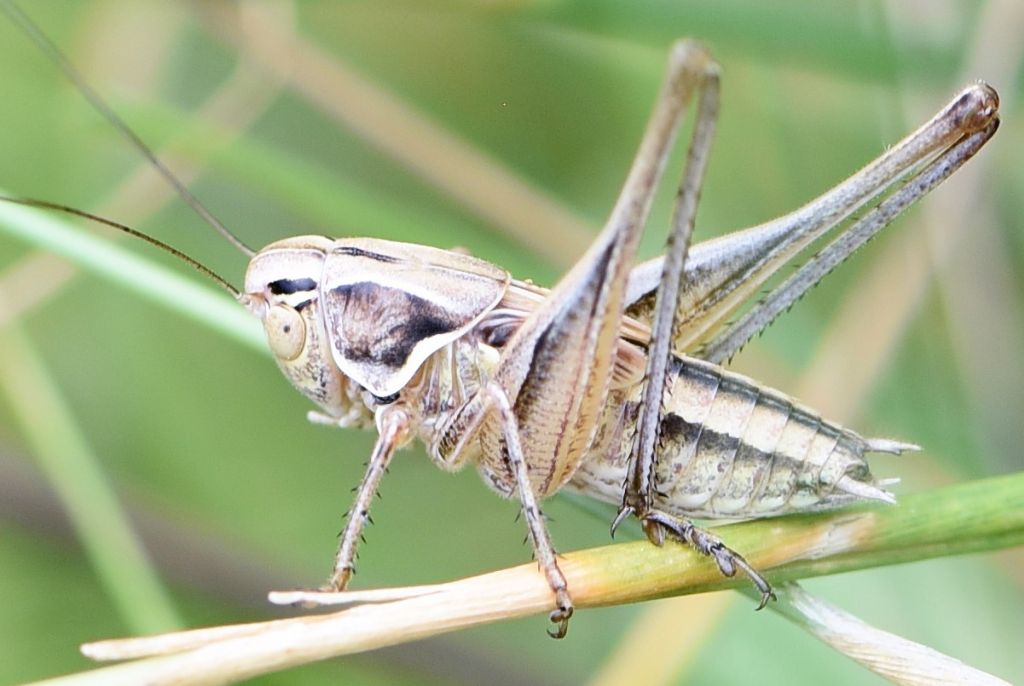 Tesellana tessellata: maschio, femmina e giovani?