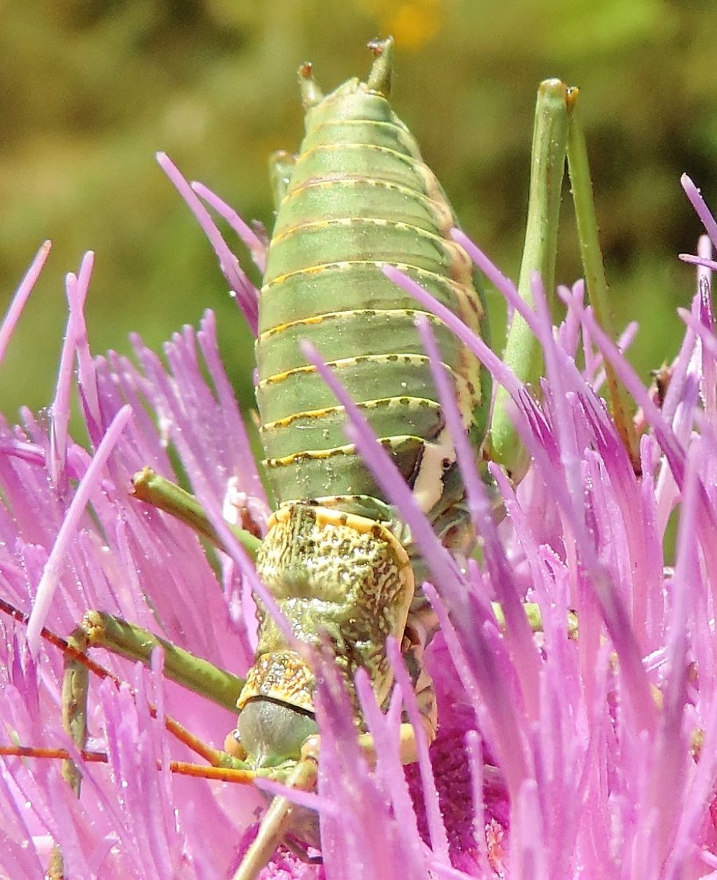 Uromenus elegans