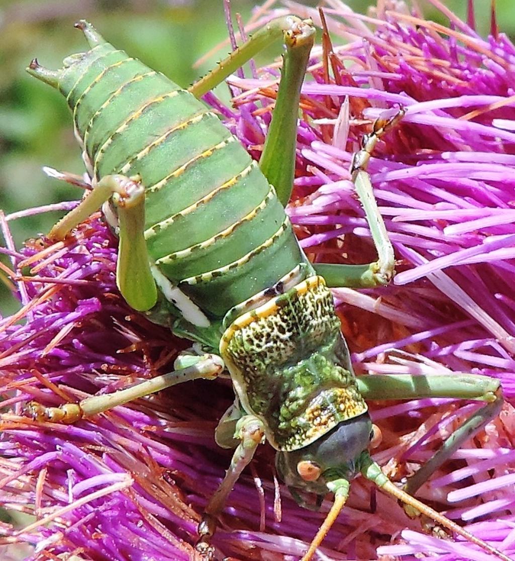 Uromenus elegans