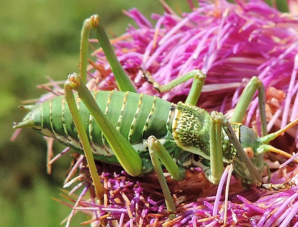 Uromenus elegans