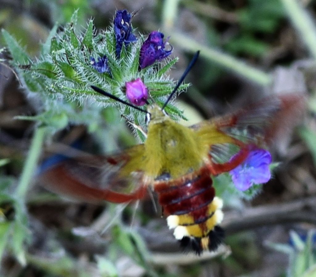 Hemaris fuciformis? Ma  rara?