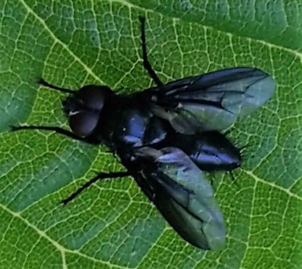 Nyctia halterata (Sarcophagidae)