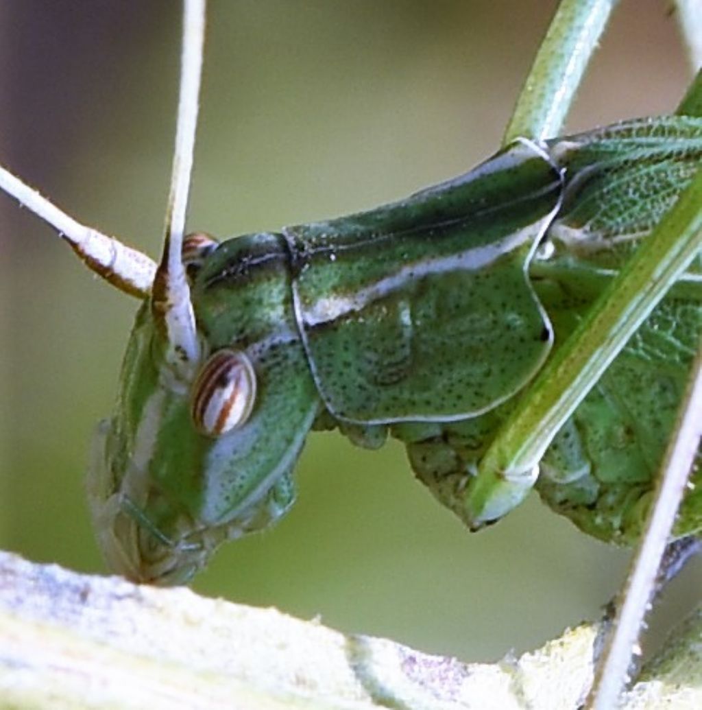 Tylopsis lilifolia (Phaneropteridae)