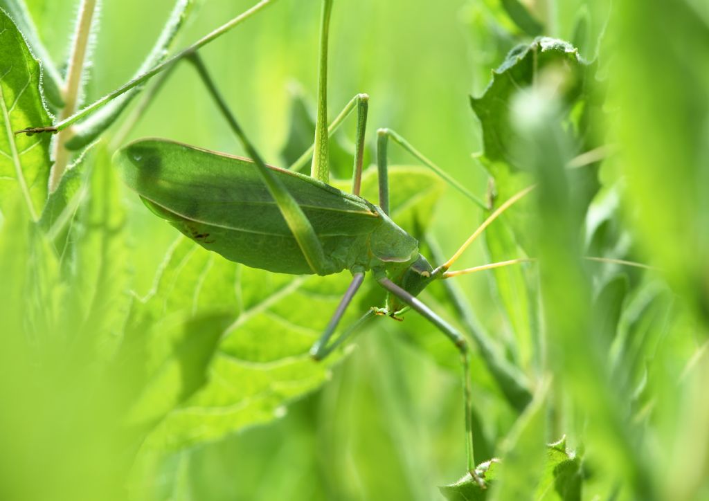 Tylopsis lilifolia (Phaneropteridae)