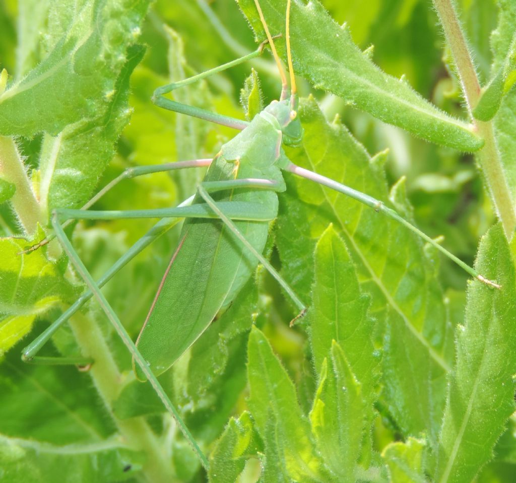 Acrometopa italica