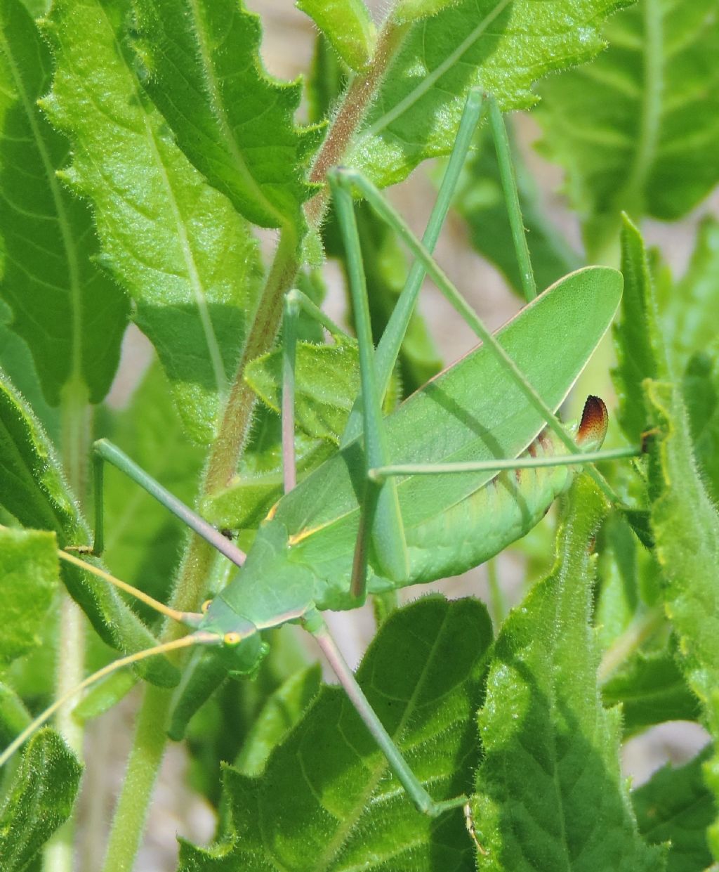 Acrometopa italica