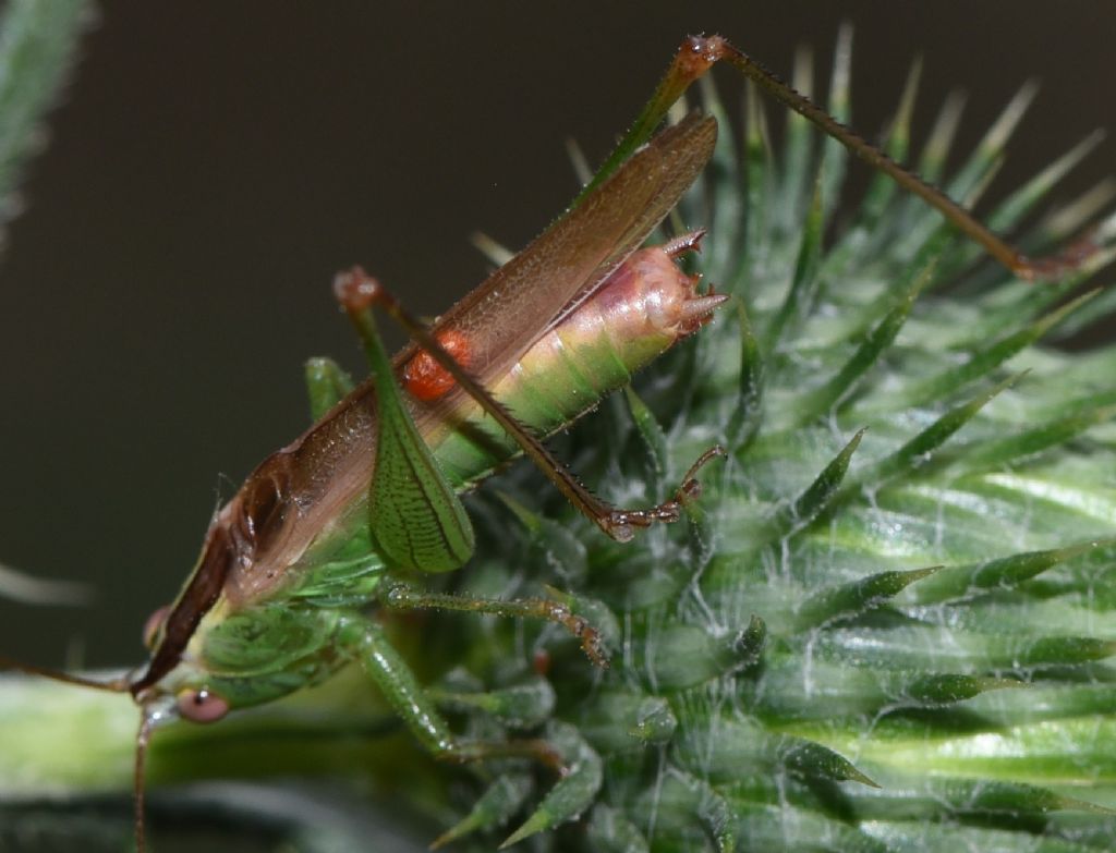 Anisoptera fusca