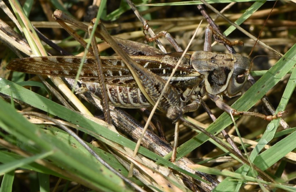 Decticus albifrons