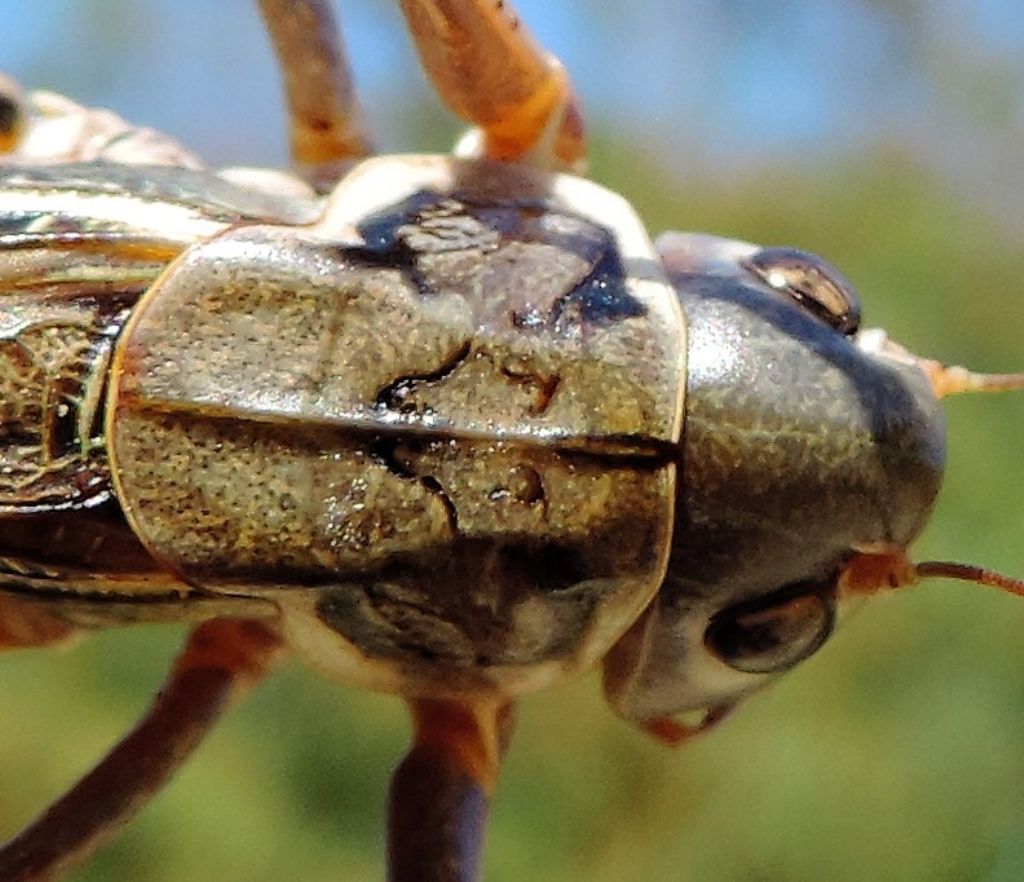 Decticus albifrons