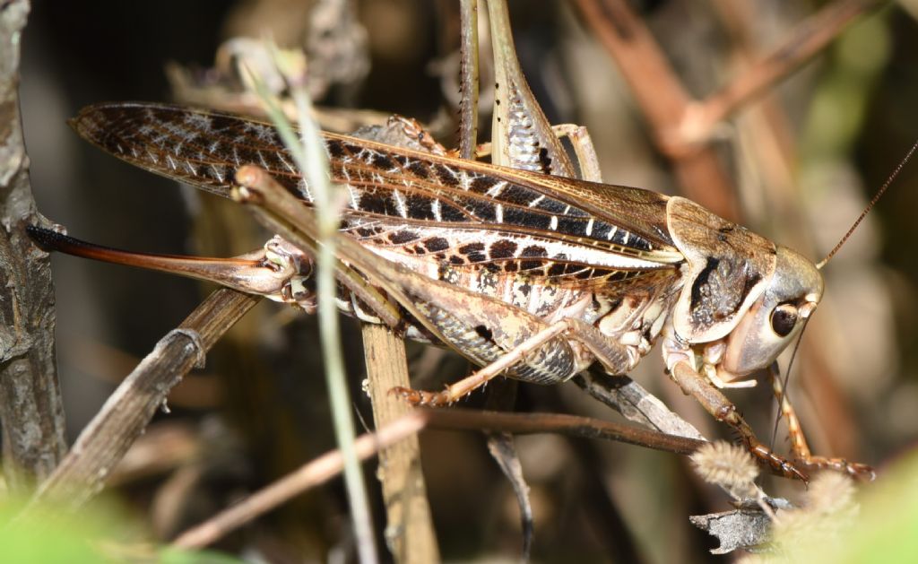 Decticus albifrons