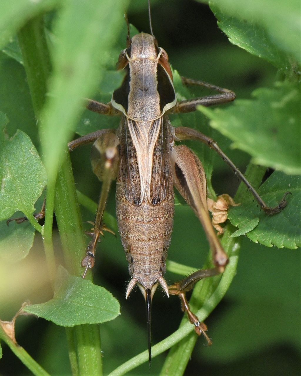 Sepiana sepium