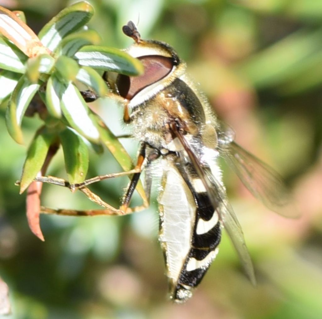 Syrphidae: Scaeva pyrastri, femmina