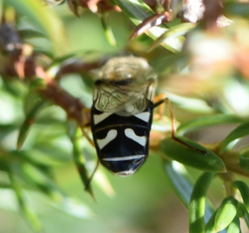 Syrphidae: Scaeva pyrastri, femmina