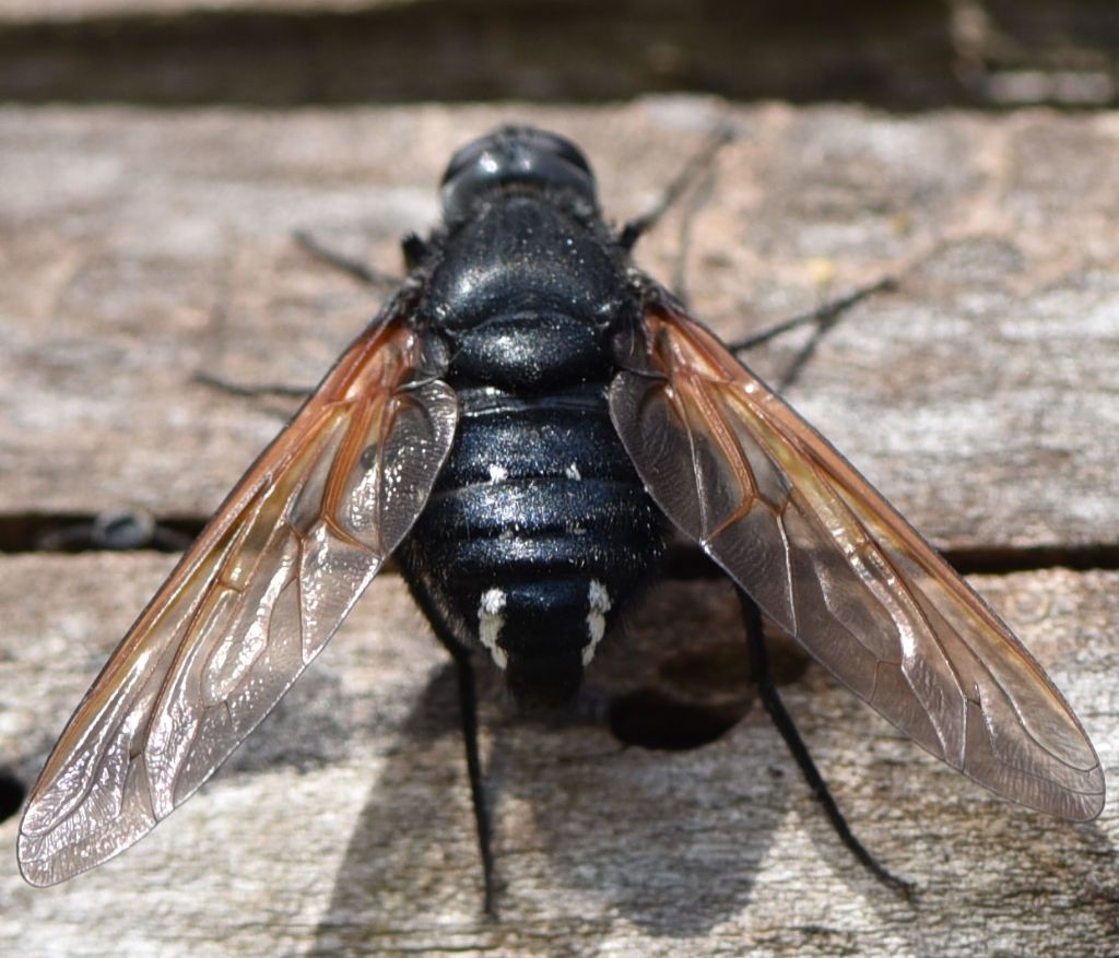 Bombyliidae: Satyramoeba hetrusca