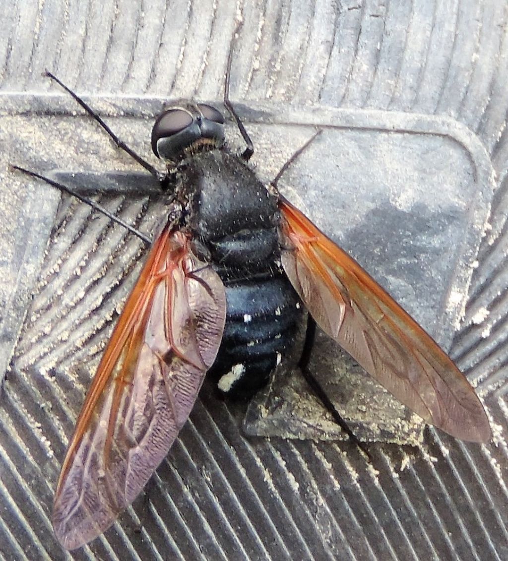 Bombyliidae: Satyramoeba hetrusca