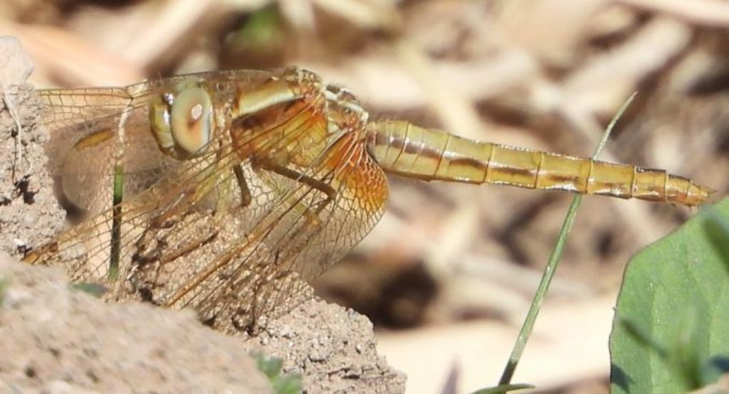 Crocothemis erythraea a Ventotene