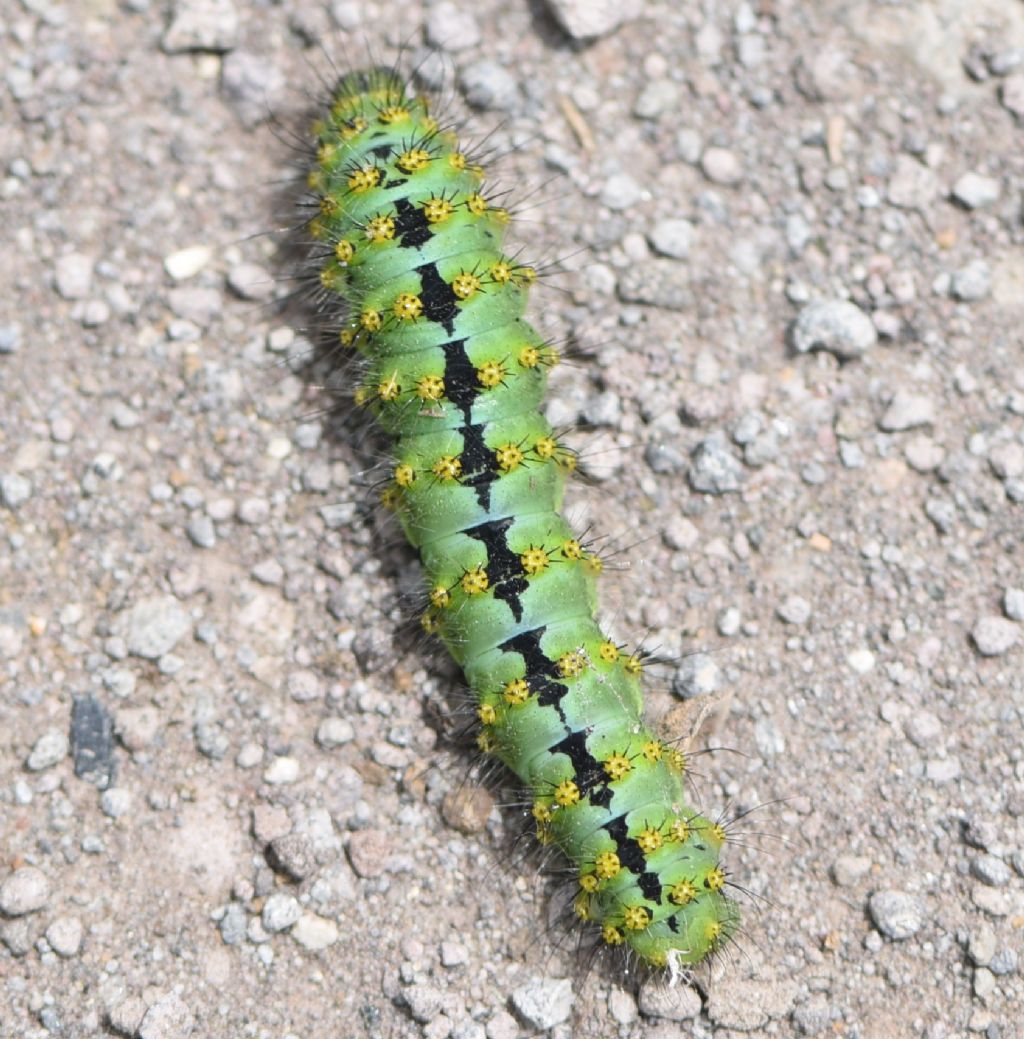 Bruco di...Saturnia pavoniella