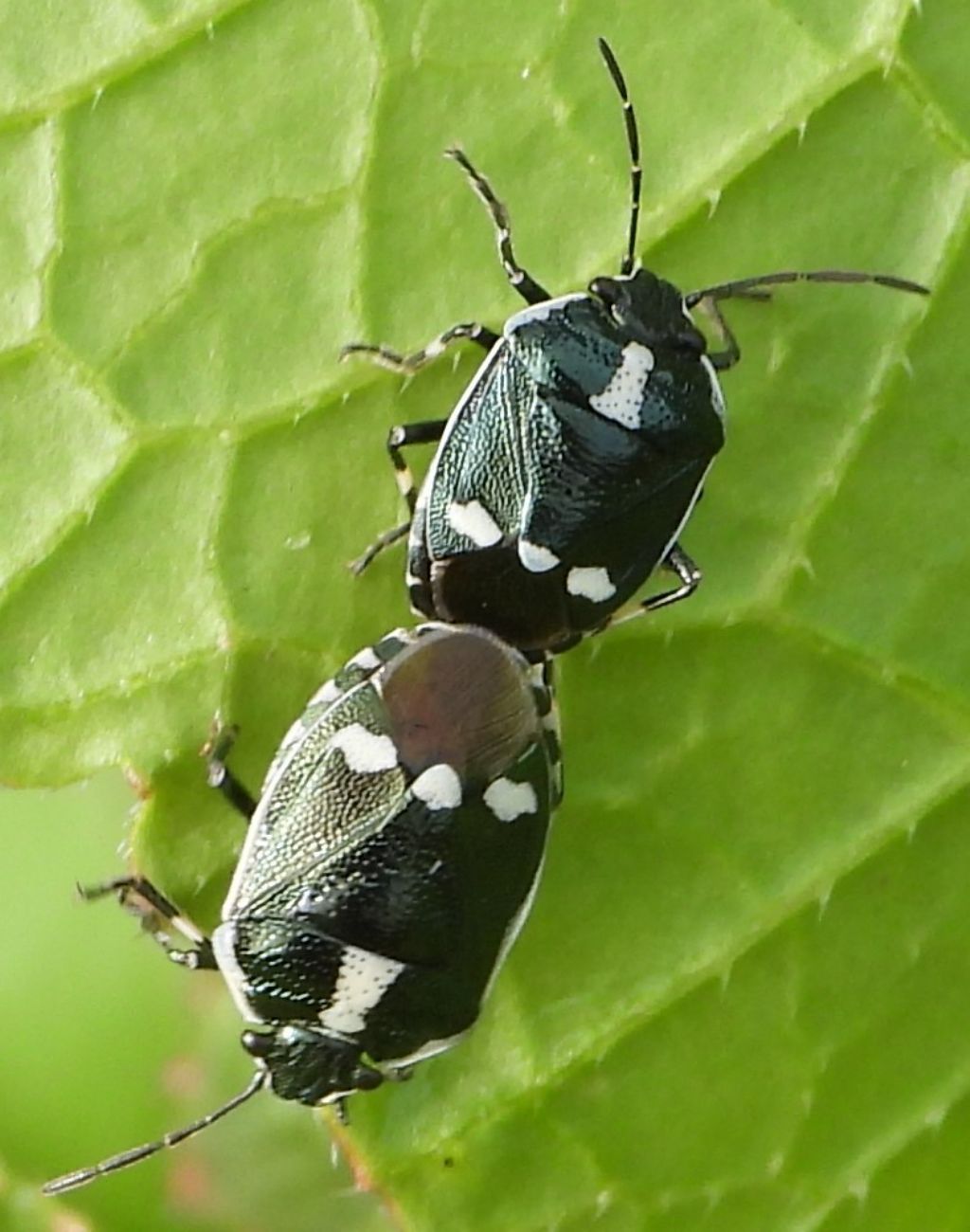 Cydnidae?  No, Pentatomidae: Eurydema oleacera