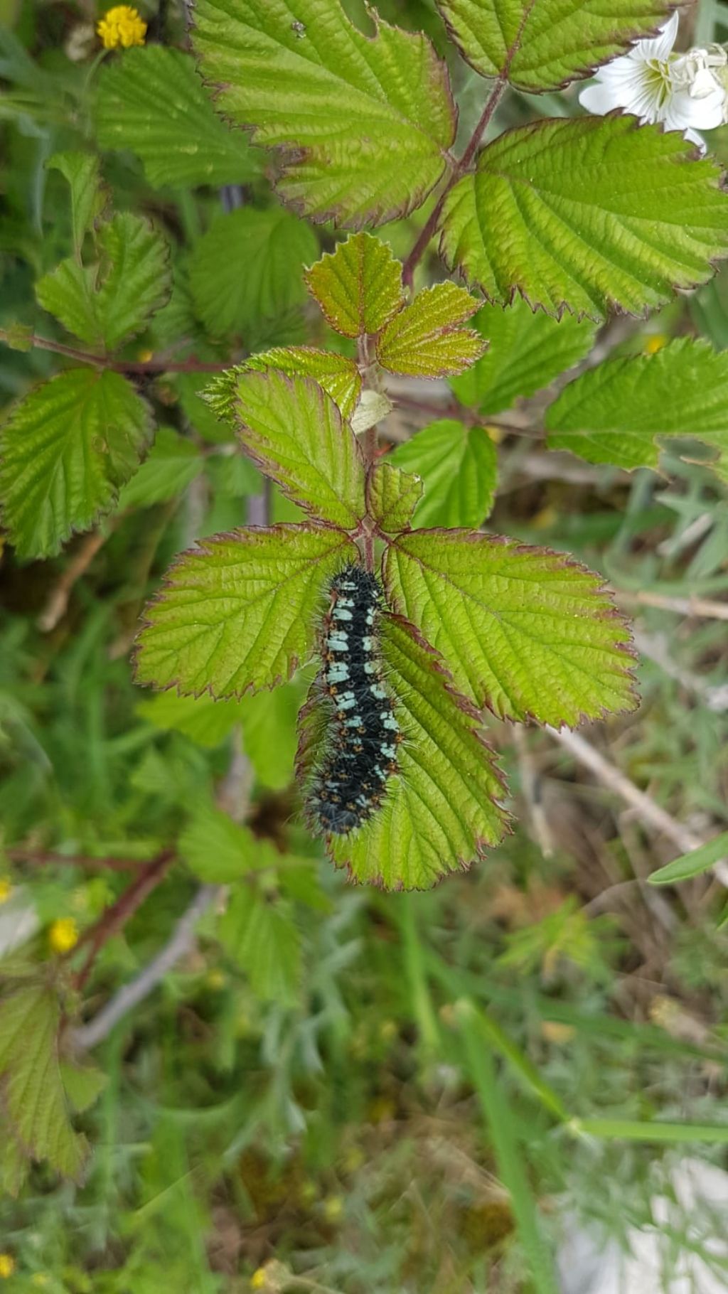 Id bruco: Saturnia (Eudia) pavoniella - Saturniidae