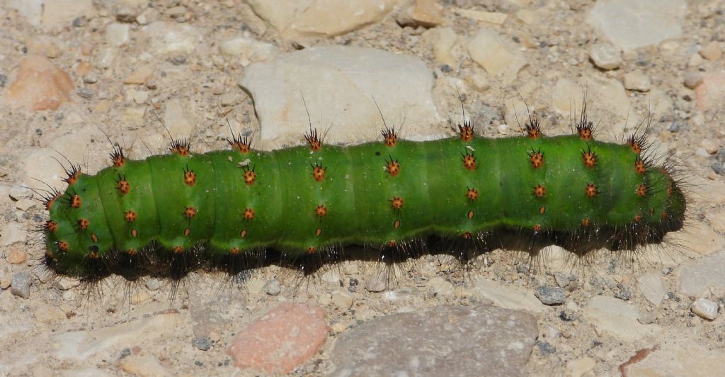 Saturnia pavonia? Bruco