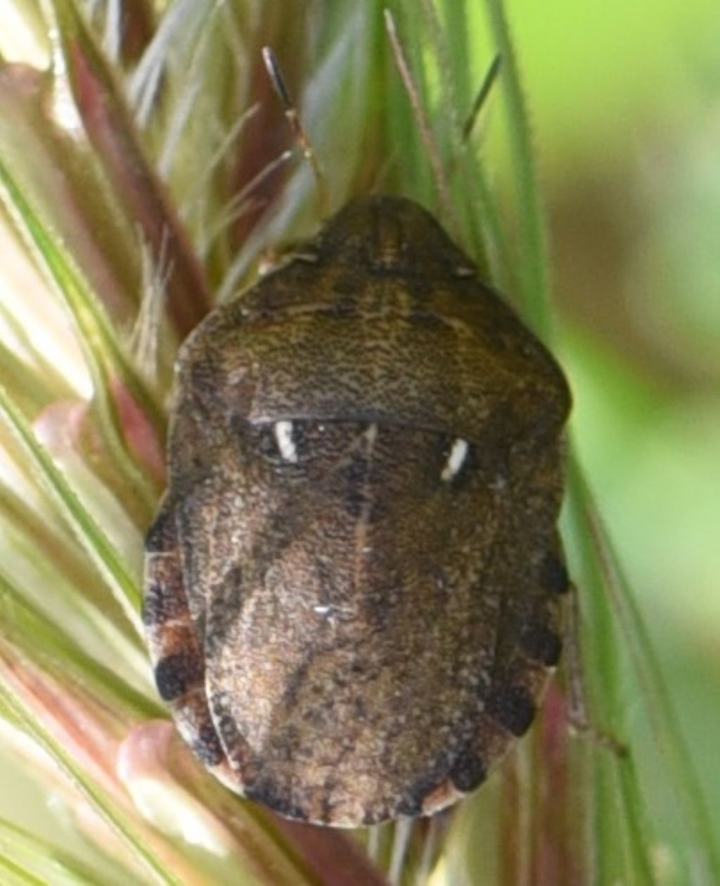 Scutelleridae:  Eurygaster da conf./det.