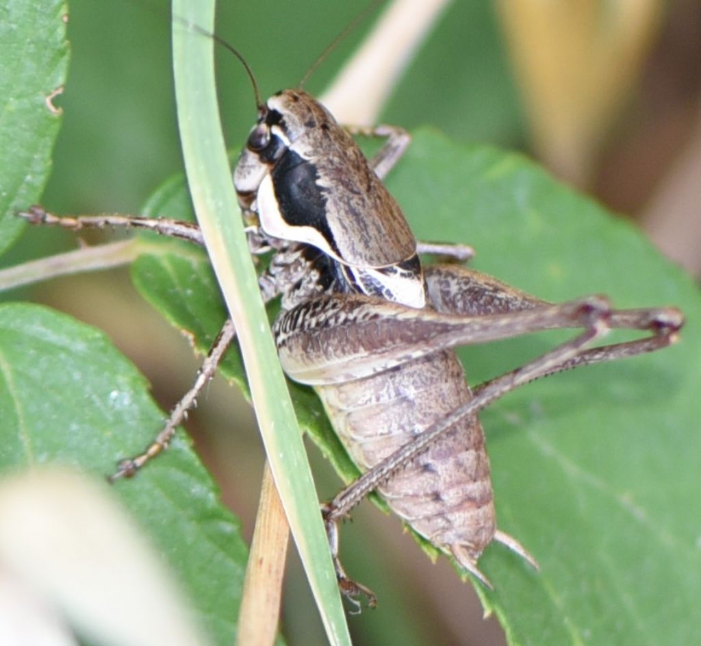 Pholidoptera femorata, maschio