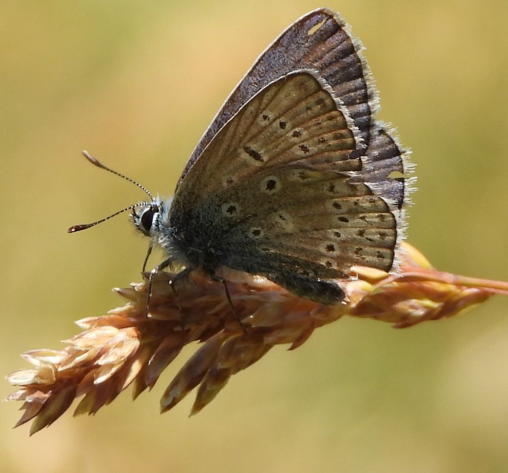 Scolitantides baton?  No, Polyommatus icarus