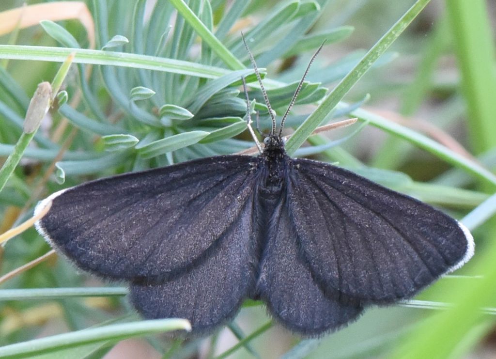 Odezia atrata, Geometridae