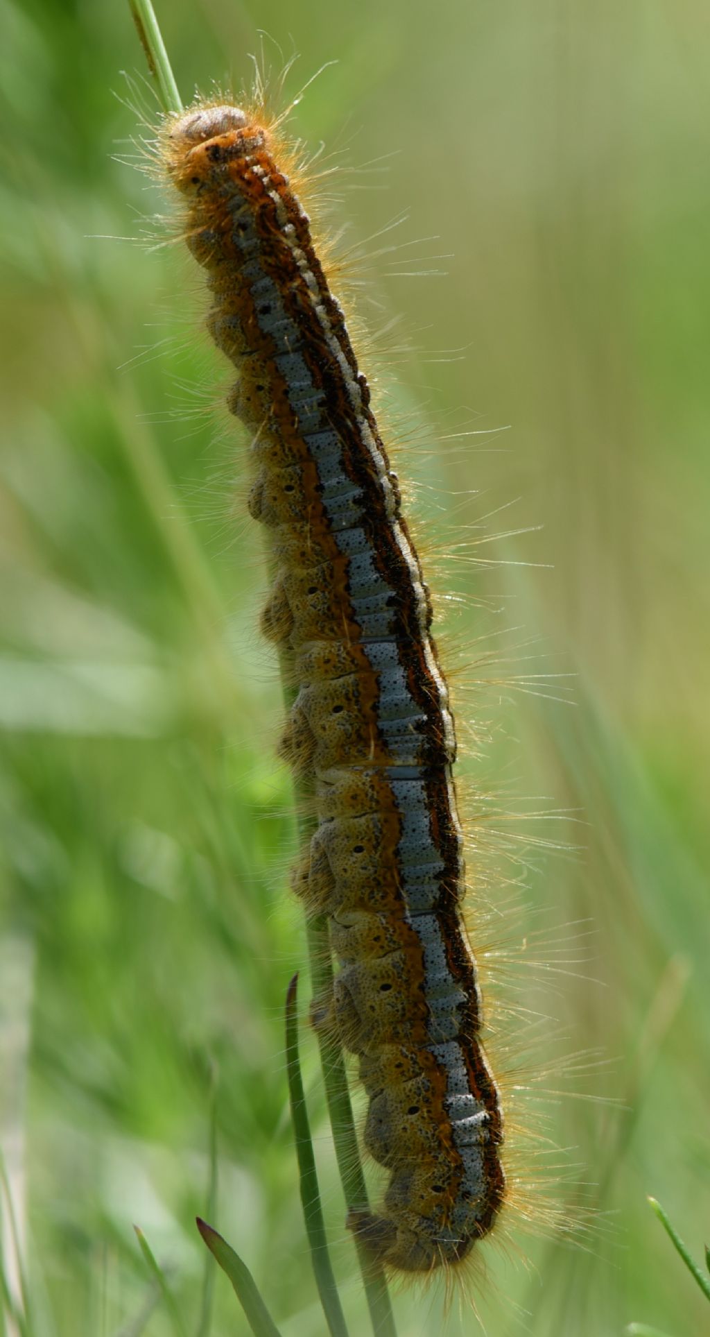 Malacosoma franconicum? No, M. castrense - Lasiocampidae