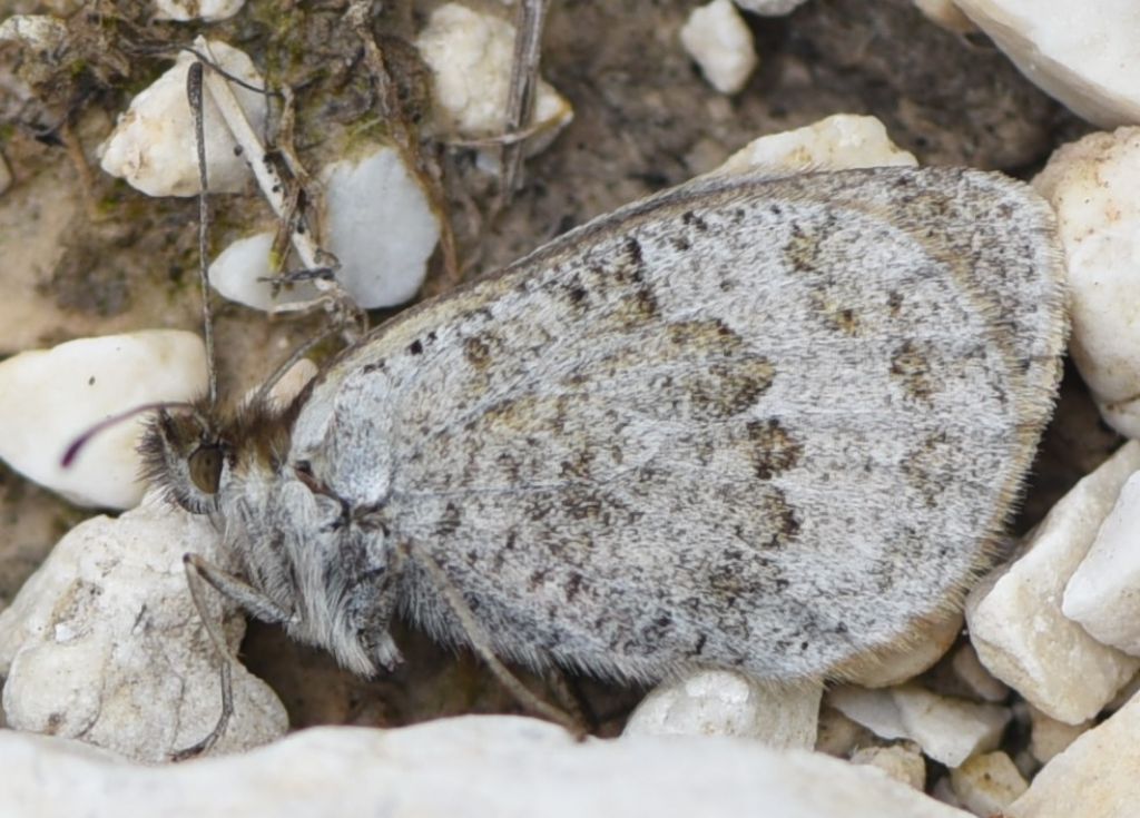 Erebia calcaria?  No, Erebia cassioides